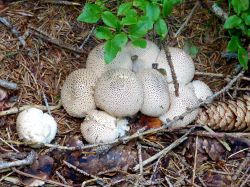 Funghi di foresta nei dintorni di Foppolo, Alpi bergamasche (Lombardia).

