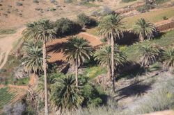 Vegetazione e natura tipiche di Pajara, parco di Betancuria, Fuerteventura - Non è vero che le più belle palme sono solo nei telefilm di Miami, anche qui, nel parco rupestre di ...