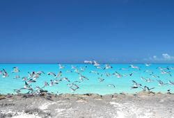 Gabbiani sulla costa a Little Exuma, Arcipelago delle Bahamas. Questo distretto delle Bahamas è costituito da 365 fra isole e isolotti.

