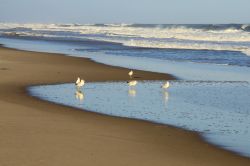 Gabbiani sulla spiaggia a Montauk Point, New York. Sullo sfondo, le onde dell'oceano lambiscono il litorale sabbioso.

