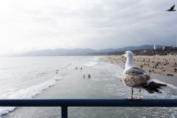 Gabbiano sul Santa Monica Pier contempla la spiaggia sull'oceano