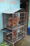 Nei negozi che animano il centro di Jarabacoa non è raro trovare all'esterno una gabbia con le galline. Chi ne vuole acquistare una, la sceglie e se la può portare a casa viva ...