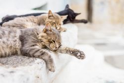 Gatti in relax sui gradini di una casa nell'isola di Nisyros, Dodecaneso, Grecia. In molti villaggi greci sono proprio questi graziosi felini a dare il benvenuto a turisti e visitatori.

 ...