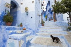 Un gatto solitario nel borgo blu di Chefchaouen. ...
