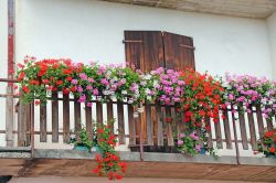 Gerani fioriti sul balcone di una casa di montagna a Asiago, provincia di Vicenza, Veneto - © 305563022 / Shutterstock.com