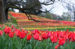 Giardini dell'isola di Mainau, Germania: tulipani fioriti.
