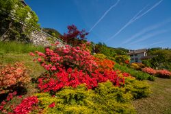 Giardini fioriti nei pressi del santuario della Madonna del Sangue a Re, Piemonte.



