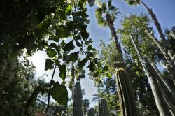 Scorcio panoramico ai giardini Majorelle di Marrakech, Marocco - Paragonati a un giardino impressionista ma anche a un'oasi di pace, questi giardini rappresentano uno degli angoli più ...