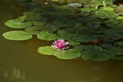 Ninfee ai giardini Majorelle di Marrakech, Marocco - Realizzato su idea dell'architetto Paul Sinoir, questo parco botanico offre ai suoi visitatori una rilassante quiete trasmessa dallo ...