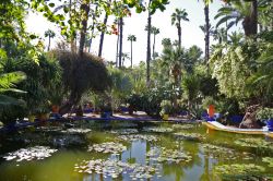 Specchio d'acqua ai giardini Majorelle di Marrakech, Marocco - Una bella immagne di uno stagno con le ninfee e gli immancabili vasi colorati fra cui spiccano quelli blu Majorelle: questo ...
