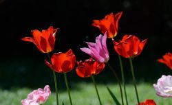 Giardinity Primavera: 70 mila tulipani in fiore a Villa Pisani Bolognesi Scalabrin (Vescovana, Padova) - © Silvano N. Bretini