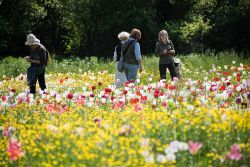 Giardinity primavera – I Bulbi di Evelina Pisani: la spettacolare fioritura, da precoce a tardiva, di 70mila tulipani olandesi, forniti dalla prestigiosa azienda olandese 