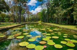 Il Giardino botanico di Pamplemousses a Mauritius, dedicato a Sir Seewoosagur Ramgoolam un magnifico parco da visitare