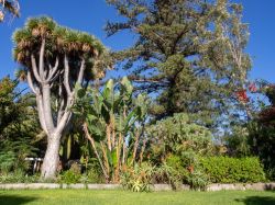 Giardino tropicale a Puerto de la Cruz, Tenerife, Isole Canarie, Spagna. Fu istituito nel 1788 per volere di re Carlo III° e progettato un paio di anni più tardi dall'architetto ...