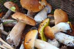 Giaveno, Piemonte: la Sagra dei Funghi si svolge in ottobre nel centro storico