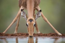 Un giovane impala (Aepyceros melampus) si abbevera a una pozza di acqua al Karongwe Conservancy, provincia di Limpopo, Sudafrica.
