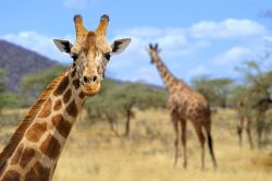 Giraffe all'Amboseli National Park, Kenya. E' il mammifero più alto del mondo; il collo di una giraffa può arrivare ai 2,5 metri di lunghezza. Ma anche la lingua, caratteristica ...