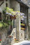 Il glicine sulla porta d'ingresso di un ristorante a Yvoire, in Francia. Fin dalla metà del XX secolo la cittadina viene premiata dal Concorso nazionale delle Città e dei Paesi ...