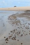 Distesa di granchi a Cabure, spiaggia del Brasile