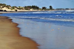 Granchi sulla spiaggia di Shela a Lamu, Kenya - la lunga spiaggia di Shela è una tappa obbligata per chi visita l' isola di Lamu, sita nell'omonimo arcipelago circondato dall'oceano ...