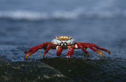 Fra le specie faunistiche che trovano il loro habitat naturale nell'arcipelago delle Galapagos ci sono anche simpatici e colorati granchi come quello fotografato su una roccia lavica lungo ...