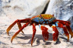 Grapsus grapsus, un colorato granchio alle Isole Galapagos. Questa varietà di granchi, molto tipici delle coste orientali dell'Oceano Pacifico, possono presentare colorazioni differenti. ...