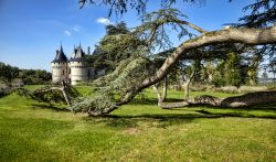 Grande albero nel parco del Castello di Chaumont-sur-Loire