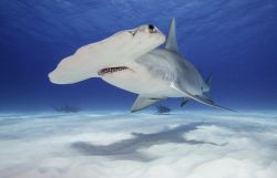 Un grande esemplare di squalo martello mentre nuota sul fondale sabbioso vicino a Bimini, Bahamas.

