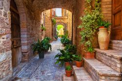 Graziose piante in vaso in una stretta viuzza del centro storico di Spello, Umbria.



