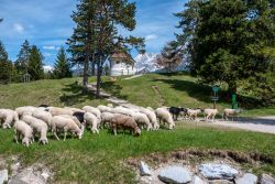 Gregge al pascolo nella regione di Mittenwald, Baviera, Germania - © Stacey Newman / Shutterstock.com