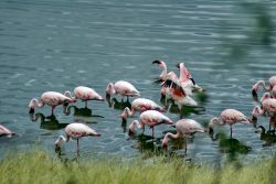 Gruppo di fenicotteri minori in un lago alcalino del Parco Nazionale di Arusha in Tanzania 