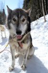 Husky a Les Eboulements: un'attività da non perdersi per nessuna ragione durante uina vacanza nello Charlevoix è la gita con i cani da slitta nei boschi innevati attorno a ...