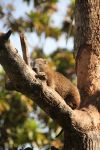 Un esemplare di hutia cubano su un albero a Guamà, provincia di Matanzas, Cuba.