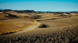 I campi arati delle colline dorate di Lajatico in Toscana