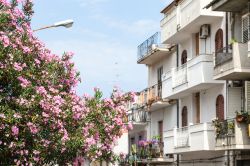 I fiori profumati di un oleandro a Giardini Naxos, Sicilia, in estate. Sulla destra, le case affiacciate su via Vittorio Emanuele.
