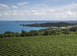 I grandi vigneti in provincia di Brescia, sul Lago di Garda