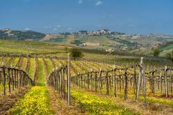 I paesaggi collinari e i vigneti in Oltrepò Pavese, Lombardia, provincia di Pavia