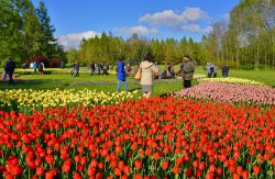 I tulipani nel Giardino Botanico di Lodz, Polonia. Qui ci sono circa 50 mila esemplari di questa allegra pianta colorata - © Mariola Anna S / Shutterstock.com