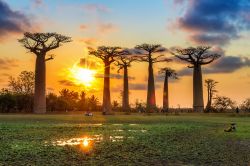 I turisti contemplano il tramonto sul Viale dei Baobab. Siamo vicino a Morondava, sulla costa ovest del Madagascar.