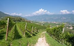 I vigneti che circondano Appiano vicino a Bolzano in Alto Adige