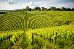 I vigneti del Chianti nel Comune di Gaiole in Chianti, Toscana. Questo territorio noto per la produzione del vino rosso Chianti si trova a cavallo fra Firenze, Siena e Arezzo.
