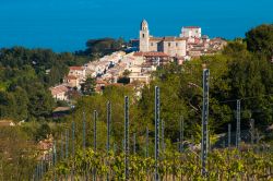 I vigneti del Conero vicino a Sirolo nelle Marche