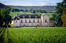 I vigneti della Borgogna circondano il castello di Chateau de Meursault una delle cantine celebri della regione della Francia - © Massimo Santi / Shutterstock.com