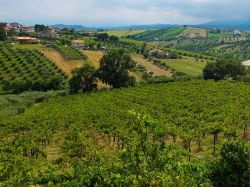 I vigneti della provincia di Teramo nella zona di Controguerra in Abruzzo - © giovanni boscherino / Shutterstock.com