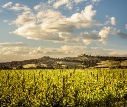 I vigneti della Val d'Orcia a Cinigiano in Toscana - © Paolo Fassoli / Shutterstock.com