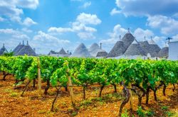 I vigneti di Alberobello la stada del Vino dei Trulli in Puglia