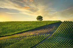 I vigneti di Castellina Chianti fotografati al tramonto, siamo in Toscana