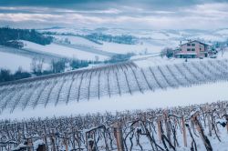 I vigneti di Castelvetro di Modena dopo una bella nevicata invernale, Emilia Romagna