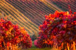 I vigneti di Lambrusco Grasparossa in autunno rendono magico il paesaggio di Castelvetro di Modena, Emilia Romagna