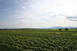 I vigneti di Lutzmannsburg sulla "Sonnberg"